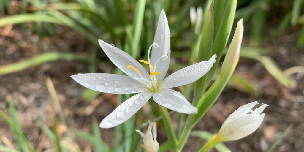 Embrace Spring: Finding Joy in Seasonal&nbsp;Change